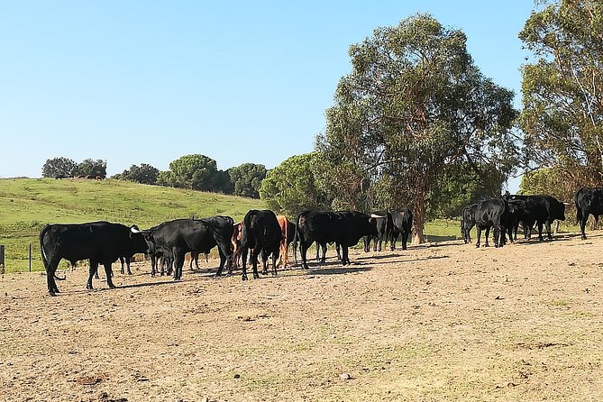 Bull Breeding Farm: Guided Half-Day Tour from Seville - H2: Seville pickup and the air-conditioned minivan ride
