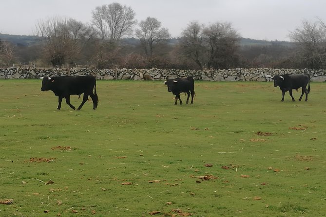 Bull Breeding Farm: Guided Half-Day Tour from Seville - H2: A working farm vibe over tourist theater