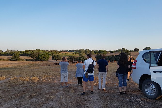 Bull Breeding Farm: Guided Half-Day Tour from Seville - H2: English is offered, but Spanish can still steer the details