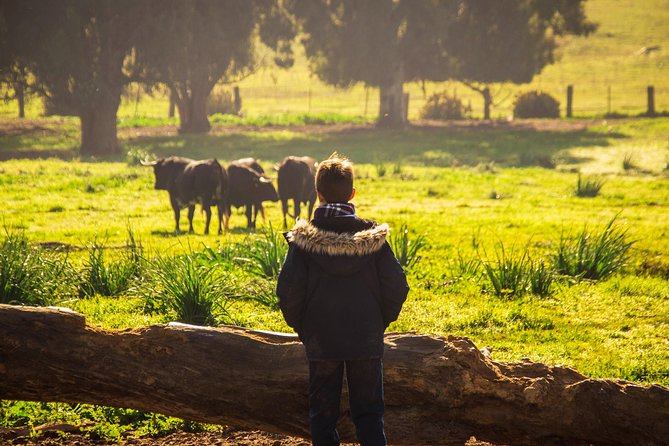 Bull Breeding Farm: Guided Half-Day Tour from Seville - H2: Time, food, and pacing—plan your day for a true half-day