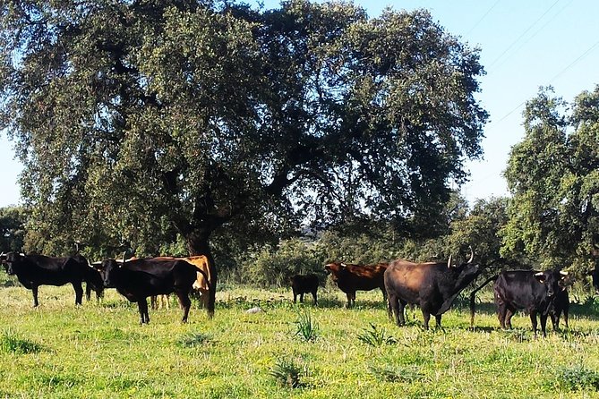 Bull Breeding Farm: Guided Half-Day Tour from Seville - H2: Price and value—what $114.14 buys you for 4 hours