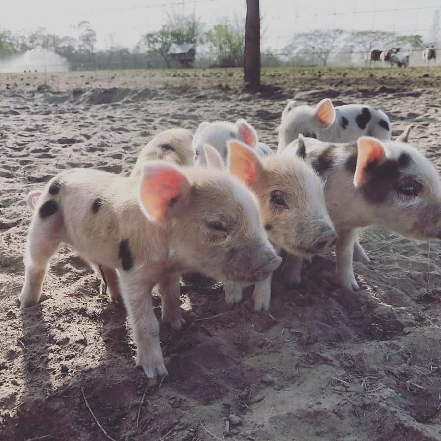 Bundaberg: Family-Friendly Entry Ticket to Splitters Farm - What you’ll see: rescue animals and everyday farm life