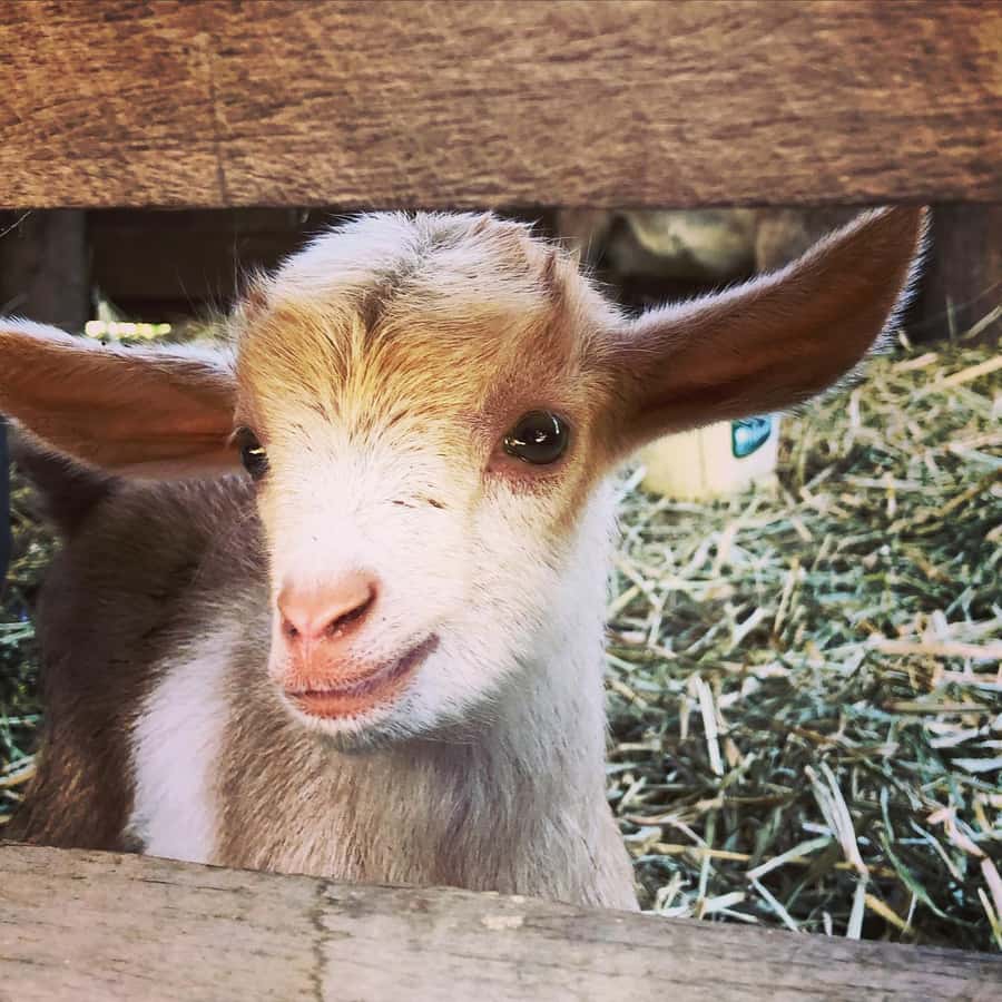 Bundaberg: Family-Friendly Entry Ticket to Splitters Farm - Photo opportunities that don’t feel like a scavenger hunt