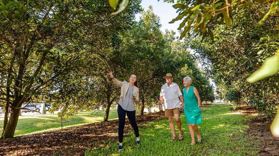 Bundaberg: Macadamia Orchard Tour - Why This Bundaberg Macadamias Australia Tour Feels Worth $31