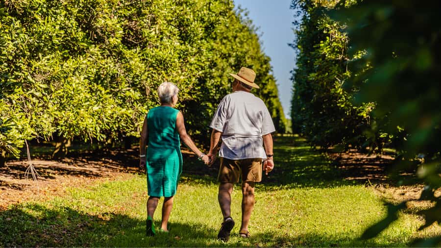 Bundaberg: Macadamia Orchard Tour - Key Highlights at a Glance