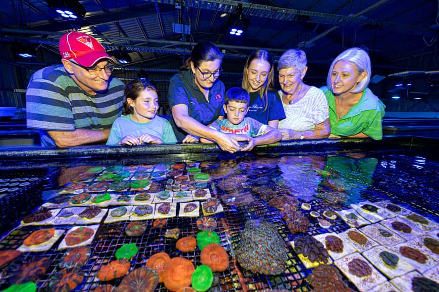 Bundaberg: Monsoon Aquatics Coral Farm Guided Tour - Why Bundaberg’s Monsoon Aquatics Coral Tour Feels Different