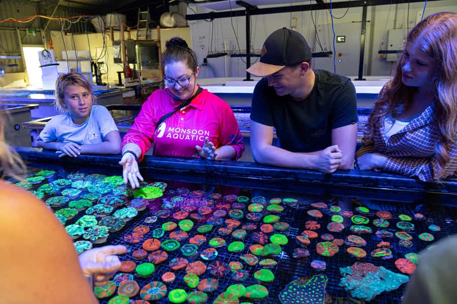 Bundaberg: Monsoon Aquatics Coral Farm Guided Tour - A one-hour tour with a clear flow (and real wow moments)