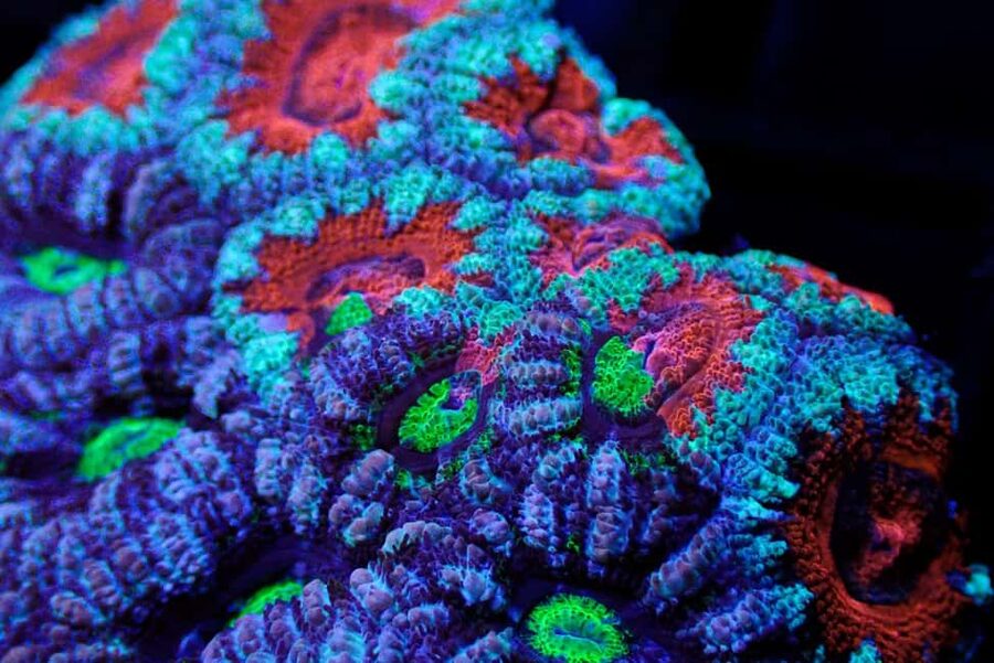 Bundaberg: Monsoon Aquatics Coral Farm Guided Tour - Inside the coral-growing operation: tiles, tanks, and what you’re really seeing