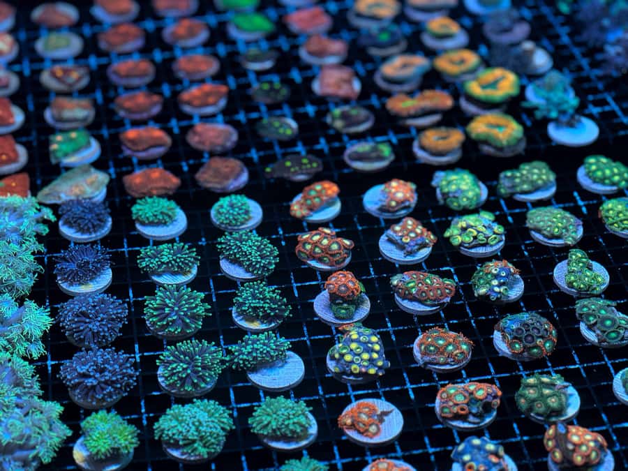 Bundaberg: Monsoon Aquatics Coral Farm Guided Tour - Coral feeding demonstrations that make the science feel real