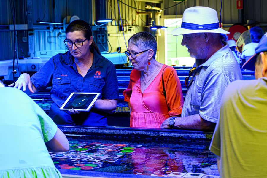 Bundaberg: Monsoon Aquatics Coral Farm Guided Tour - Clownfish at the end: the payoff for kids and the adults who hum along
