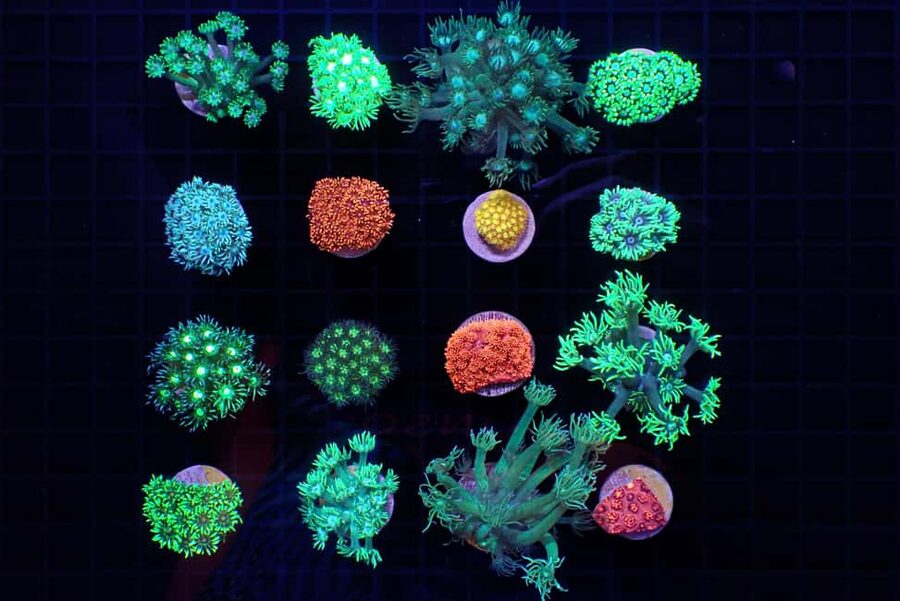 Bundaberg: Monsoon Aquatics Coral Farm Guided Tour - Price and value: where $22 really goes