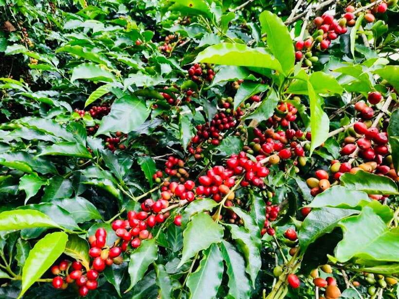 Buon Ma Thuot: Bean to Brew Coffee Farm Tour with Tasting - Key things to look for on this coffee farm tour