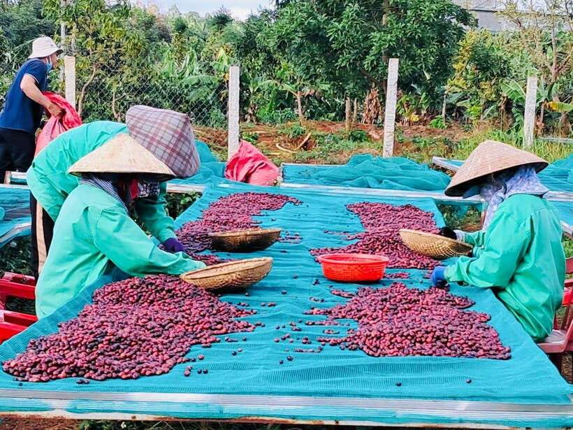 Buon Ma Thuot: Bean to Brew Coffee Farm Tour with Tasting - Should you book Buon Ma Thuot: Bean to Brew Coffee Farm Tour?