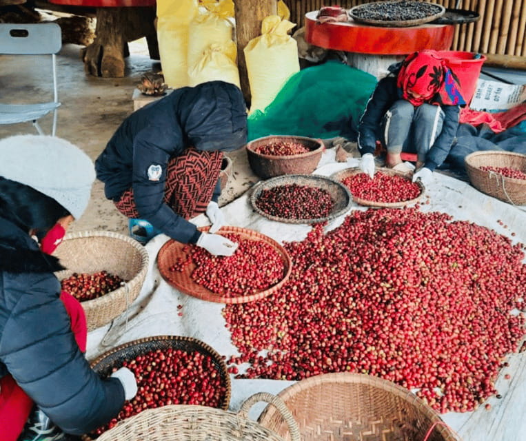 Buon Ma Thuot: Bean to Brew Coffee Farm Tour with Tasting - Organic vs conventional coffee farming: what changes on the ground
