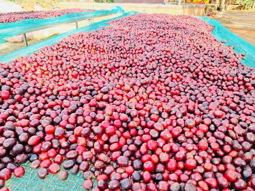 Buon Ma Thuot: Bean to Brew Coffee Farm Tour with Tasting - Price and value: what $18 gets you (and why it’s fair)