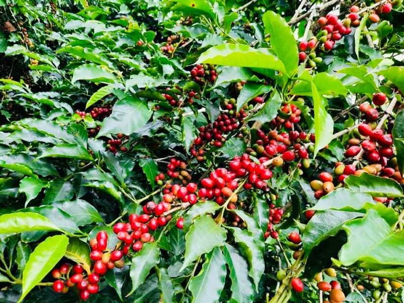 Buon Ma Thuot: Bean to Brew Coffee Farm Tour with Tasting - Who this tour suits best (and who should adjust expectations)