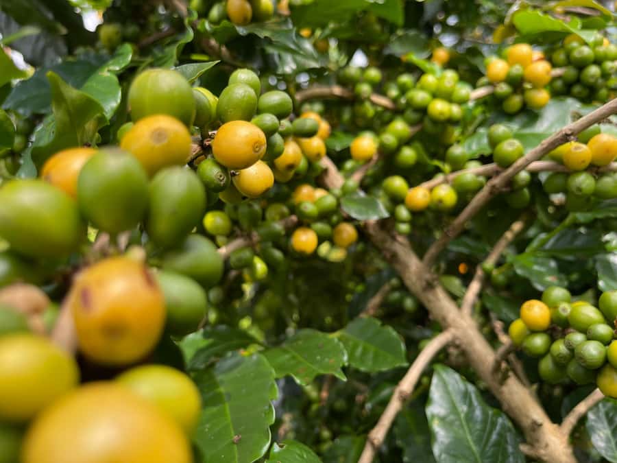 Buon Ma Thuot: Coffee Farm Tour (Bean to Brew) with Pickup - Your First Look at Arabica vs Robusta in Real Fields