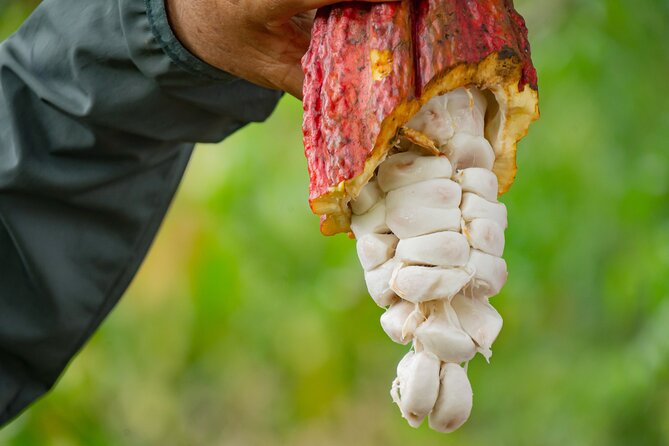 Cacao Farm Excursion Day Trip from Guayaquil - The Drive From Guayaquil to Naranjal (and What It Means for Your Day)