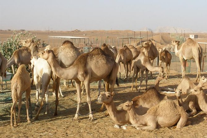 Camel Farm Visit - Dubai UAE - Why a Camel Farm Session Near Lahbab Feels Different Than a Quick Safari Stop