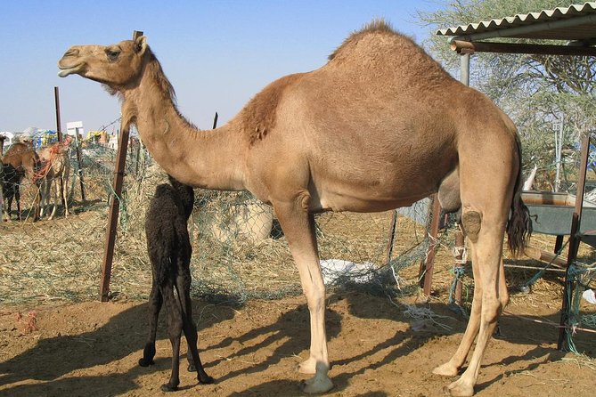 Camel Farm Visit - Dubai UAE - Camel Farm Stop: 45 Minutes for Photos, Interaction, and Camel Riding