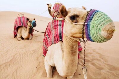 Camel Farm Visit - Dubai UAE - Pickup in a 4WD From Dubai: Comfort, Timing, and How the Tour Starts