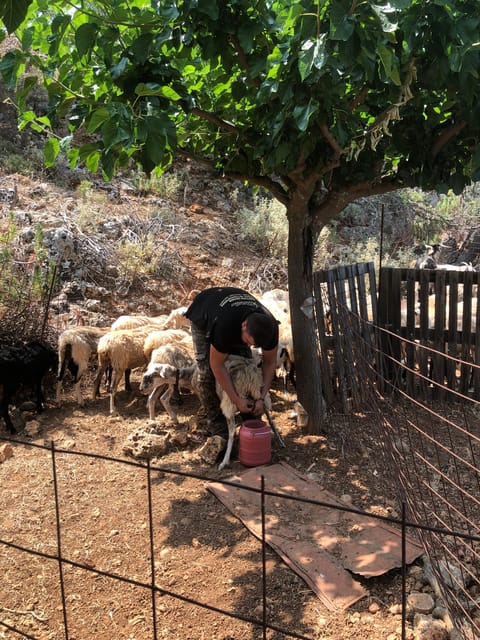 Chania Area: Cooking Class at a Farm in Stylos Village - The welcome start: coffee, raki, and settling in