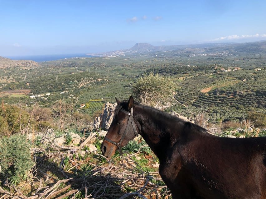 Chania Area: Cooking Class at a Farm in Stylos Village - Lunch you actually want to stay for
