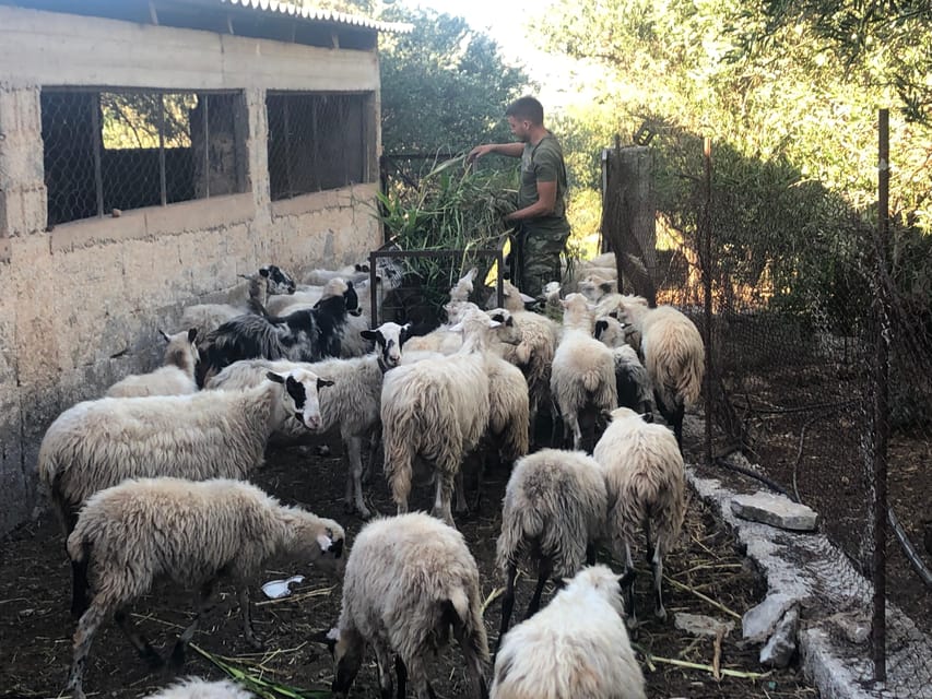 Chania Area: Cooking Class at a Farm in Stylos Village - Who this cooking class suits best (and who might pause)