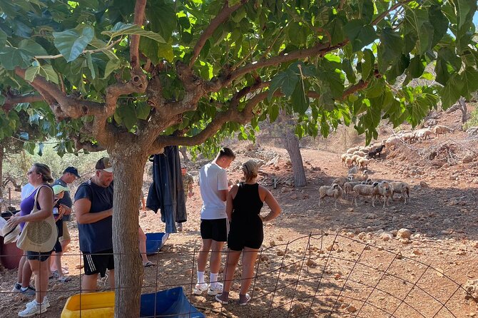 Chania Area: Cooking Class at a Farm in Stylos Village (organic) - Wine, Raki, and the Food That Comes With Stories
