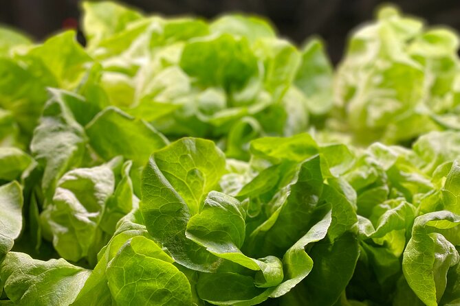 Charleston Farm-to-Table Food Tour and Chef's Challenge - Price and value: is $190 worth it?