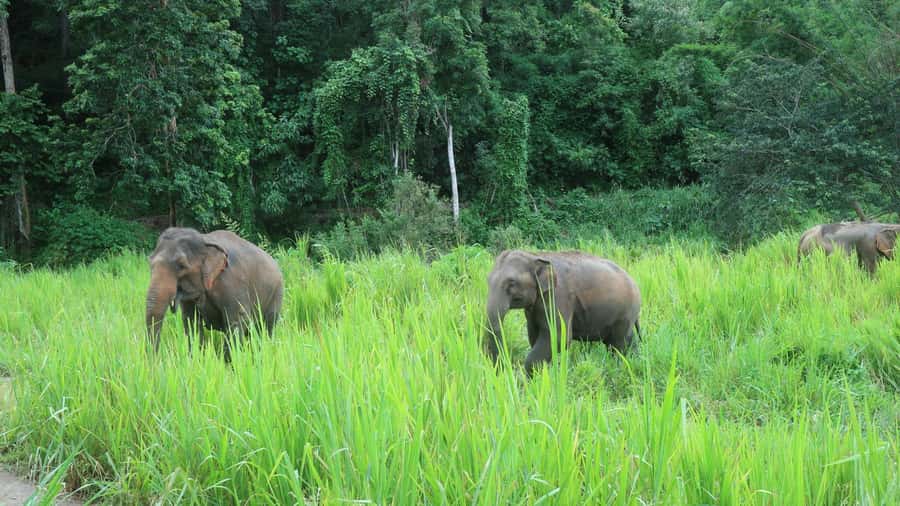 Chiang Mai: 2-Day Jungle Trek with Elephant Farm & Raft Ride - Key things to know before you go