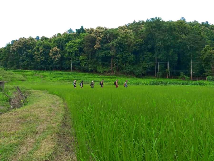 Chiang Mai: 2-Day Jungle Trek with Elephant Farm & Raft Ride - The second-day rhythm: hike back, then bamboo raft and lunch