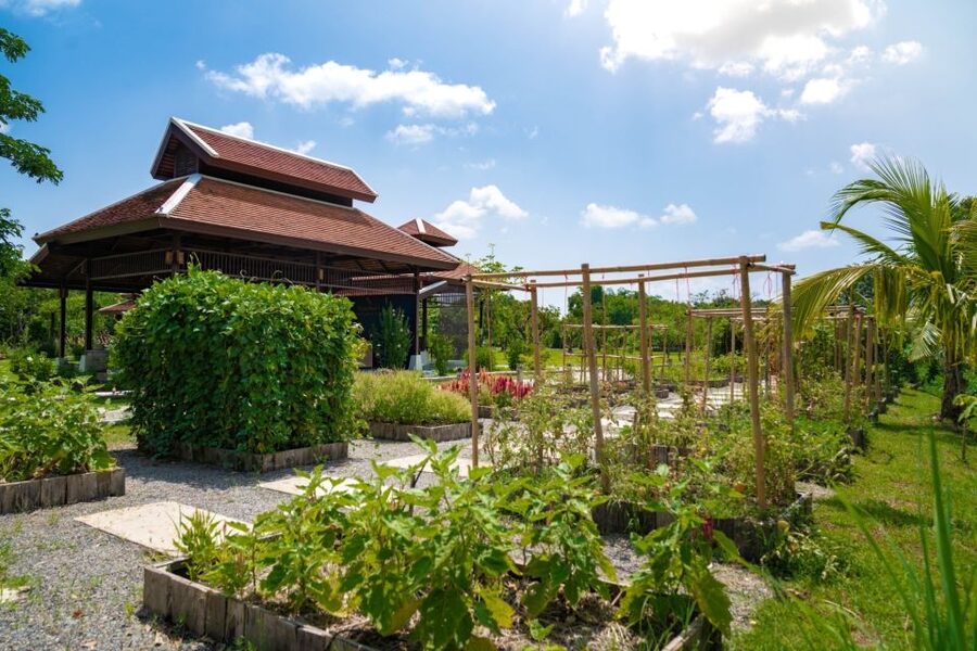 Chiang Mai: Authentic Thai Cooking Class and Farm Visit - Organic farm visit: herbs, vegetables, eggs, and chickens