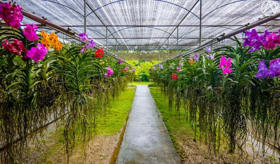 Chiang Mai: Doi Suthep, Orchid Farm and Waterfall with Lunch - Why this Chiang Mai day works: temples, farm calm, and sticky waterfall time