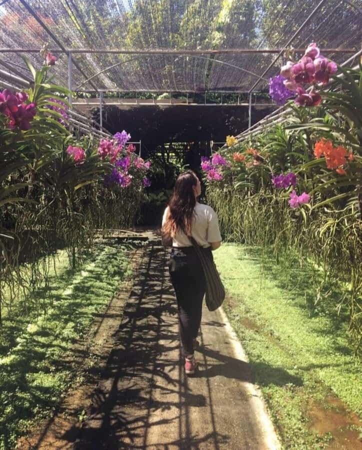 Chiang Mai: Doi Suthep, Orchid Farm and Waterfall with Lunch - Bai Orchid & Butterfly Farm: a calmer hour between temples and water