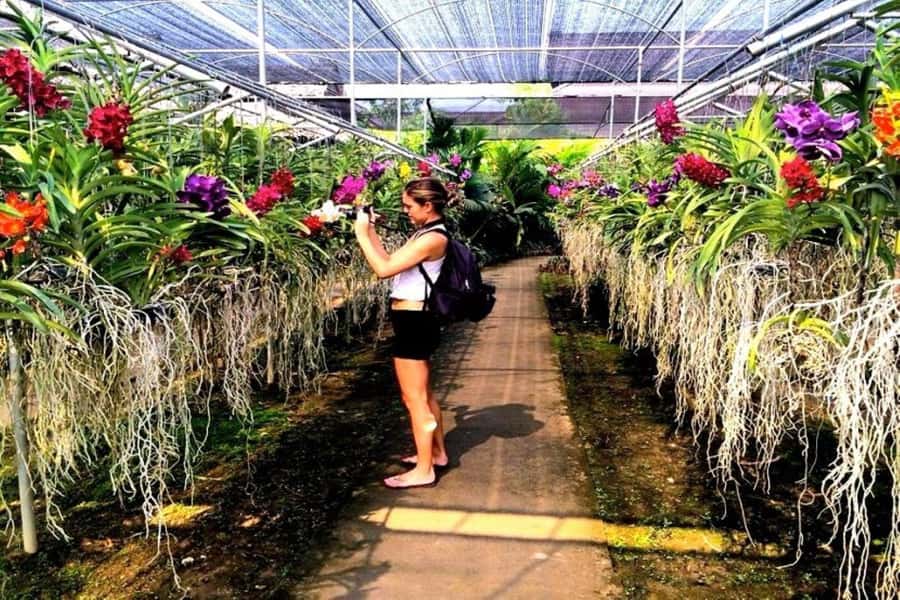 Chiang Mai: Doi Suthep, Orchid Farm and Waterfall with Lunch - Lunch in Muang Chiang Mai: included and built into the plan