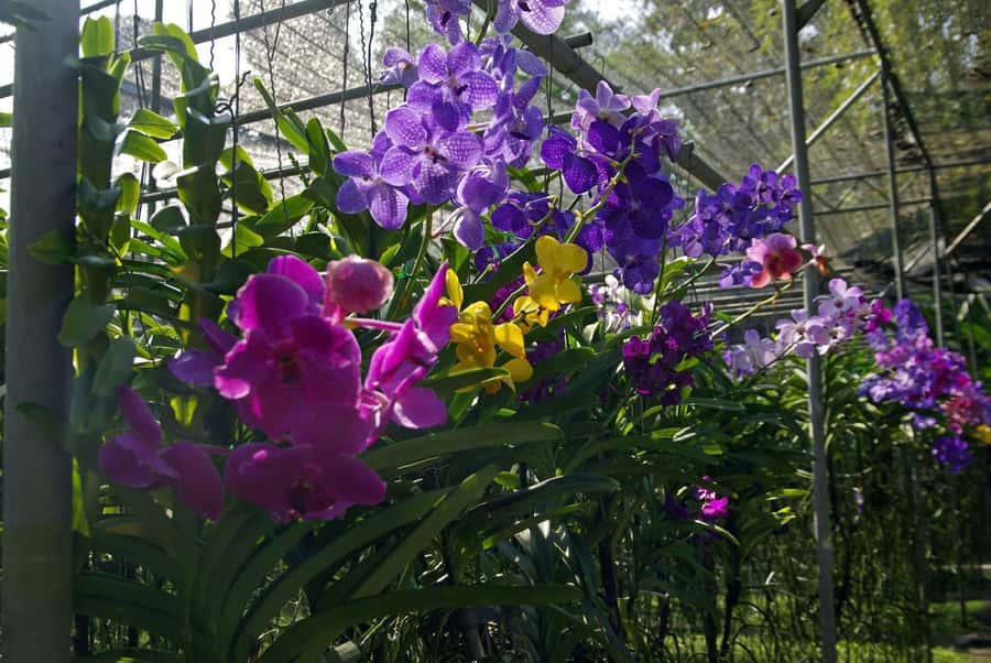 Chiang Mai: Doi Suthep, Orchid Farm and Waterfall with Lunch - Optional Karen Village: culture time if you want it