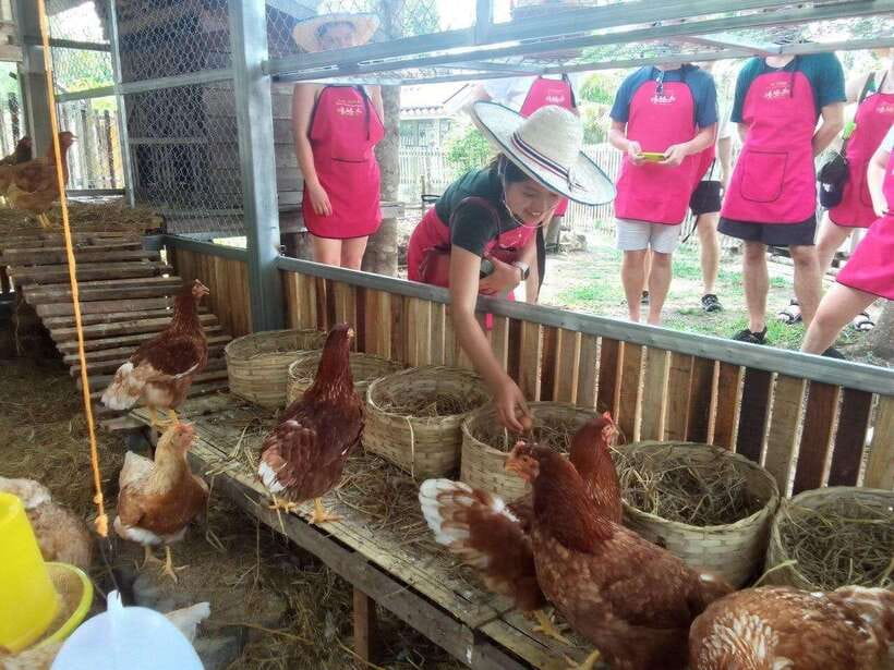 Chiang Mai: Half Day Cooking Class at Organic Farm - What You’ll Cook: Curry Paste to Curries, Stir-Fries, Soup, and Spring Rolls
