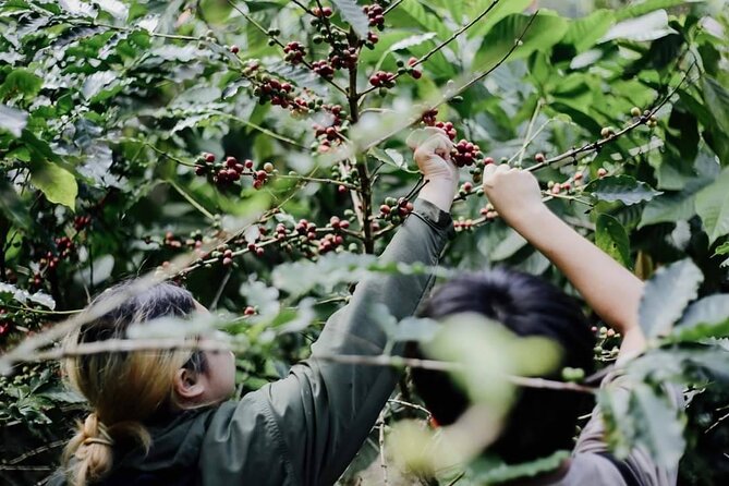 Chiangmai Coffee Farm Tour - Roasting Your Own Coffee Beans (Not Just Tasting)