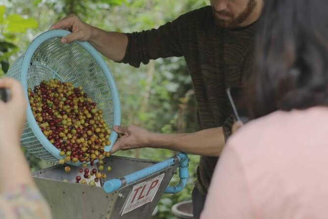 Chiangmai Coffee Farm Tour - Planting Coffee Trees: A Longer-Term Takeaway