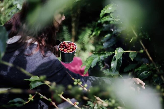 Chiangmai Coffee Farm Tour - Who This Tour Fits Best (and Who Might Prefer a Different Style)