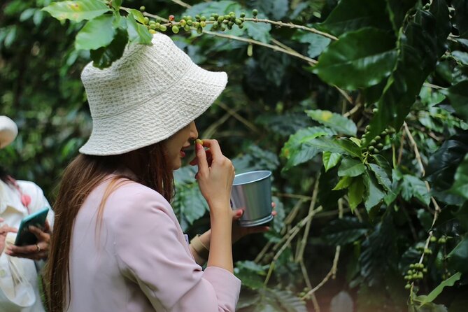 Chiangmai Coffee Farm Tour - Picking Coffee Cherries and Learning Coffee Processing