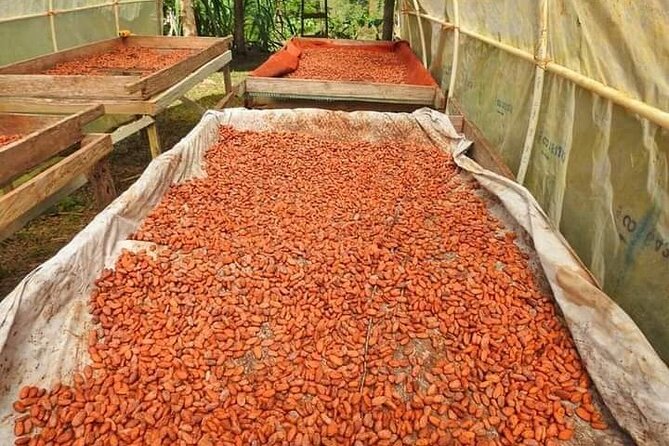 Chocolate and Coffee Tour Farm Don Jorge - Coffee production and tasting: from plant to cup