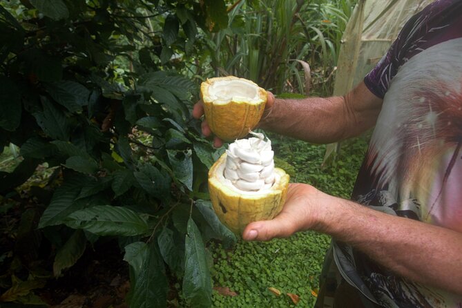 Chocolate and Farm Tour with local Tico family - Key things you’ll notice on this tour