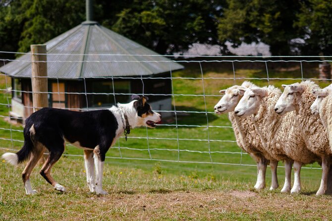 Christchurch Sheep Farm Visit - Key Things You’ll Really Notice on This Tour