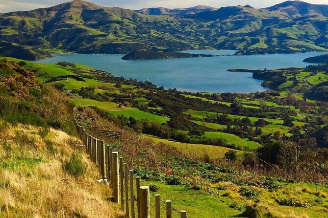Christchurch Sheep Farm Visit - Straight 8 Estate: Adding Vineyard Tastings Without Extending Your Day