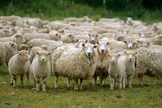 Christchurch Sheep Farm Visit - Photo Opportunities: Where to Aim Your Camera