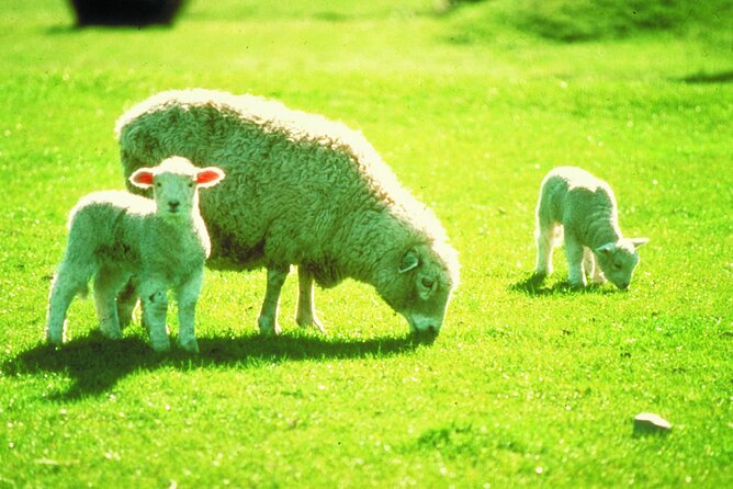 Christchurch Sheep Farm Visit - Value Check: Is $111.70 Worth It?