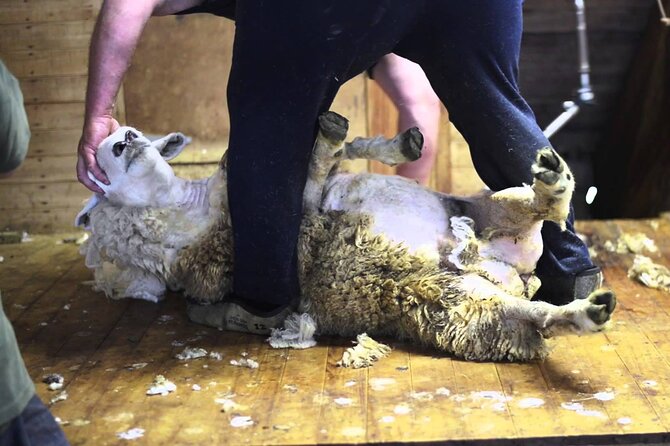 Christchurch Sheep Farm Visit - Leisure Tours Stop: Sheep Dogs Working Like a Team