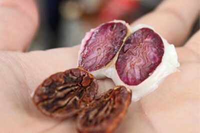 Cocoa farm and Chocolate making! - Getting from Guayaquil to a working cocoa farm